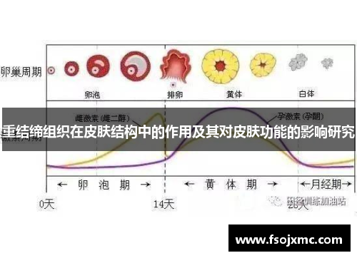 重结缔组织在皮肤结构中的作用及其对皮肤功能的影响研究